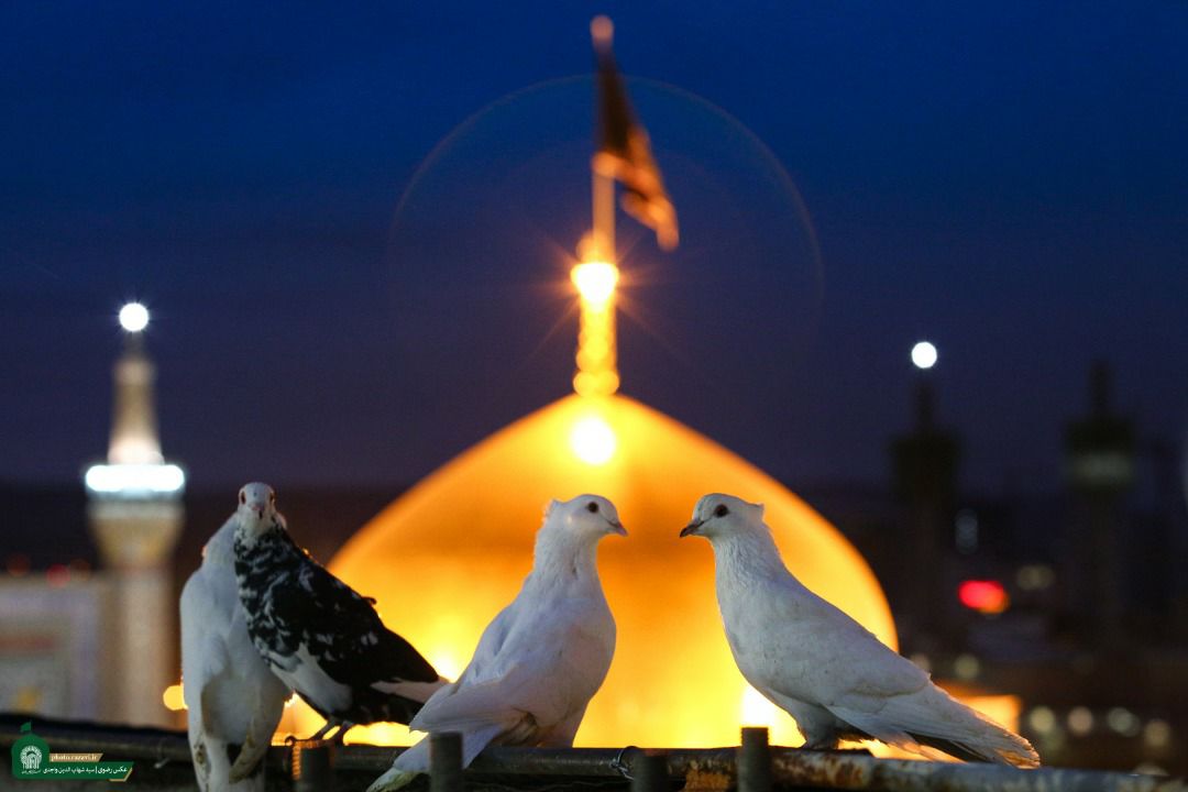 شهادت امام رضا (ع) تسلیت باد