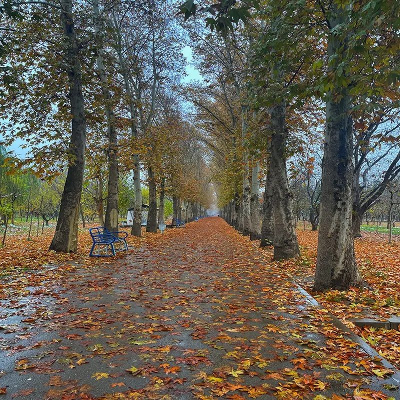 هویت زخمی کرج در برزخ وعده‌ها؛ از کلاف سردرگم «سینما هجرت» تا نقشه راه جدید برای نجات «باغ فاتح»